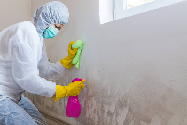  , USA Mold Removal Services Pros